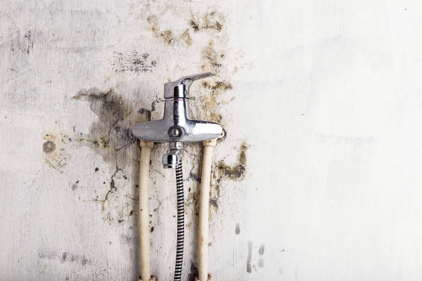 Best Bathroom Mold Remediation in Mino, CA