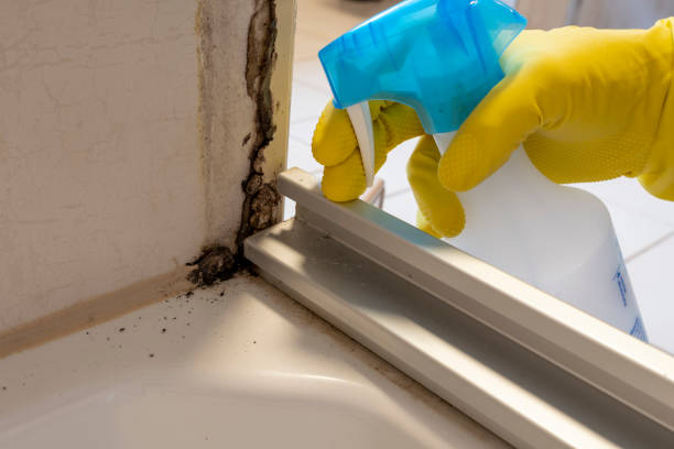 Camino, CA Mold Remediation Company