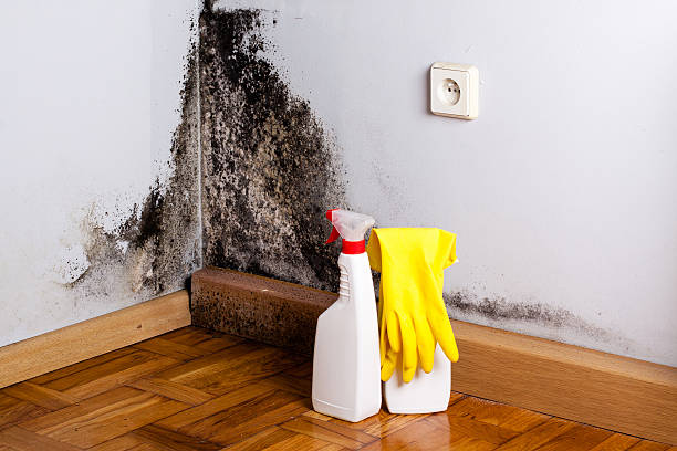Best Commercial Mold Remediation in Mino, CA